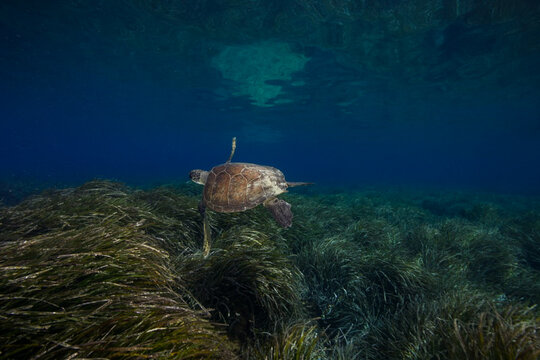 A green sea turtle cruising above Posidonia seagrass meadows