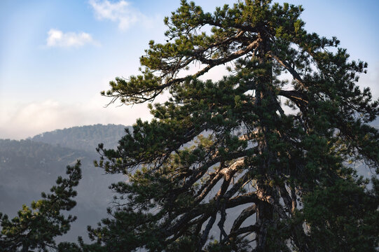 Pine tree overlooking Troodos mountain forest landscape. Cyprus