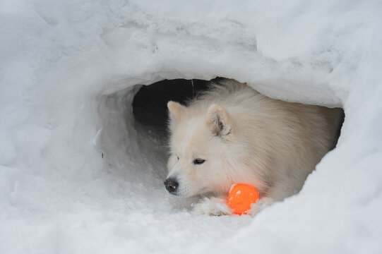 White Samoyed dog with orange ball in mouth standing inside snow tunnel, winter outdoor scene