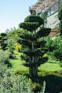 Ornamental topiary tree in landscaped garden