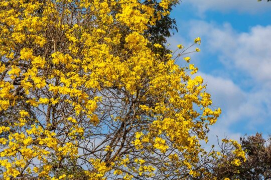 Yellow ipe tree (Handroanthus chrysotrichus) in full bloom in Brazilian Cerrado. Brazil's national symbol tree with spectacular golden flowers during dry winter season. Native Bignoniaceae.