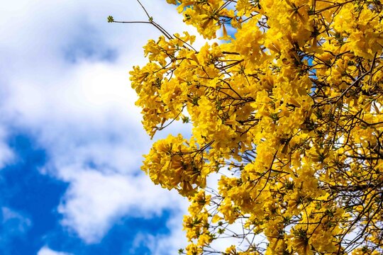 Yellow ipe tree (Handroanthus chrysotrichus) in full bloom in Brazilian Cerrado. Brazil's national symbol tree with spectacular golden flowers during dry winter season. Native Bignoniaceae.