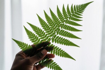 Obraz premium Person hand holds green fern leaf against light background. Tropical plant foliage shows intricate vein pattern texture. Human fingers touch fresh botanical stem during daylight. Minimalist eco style