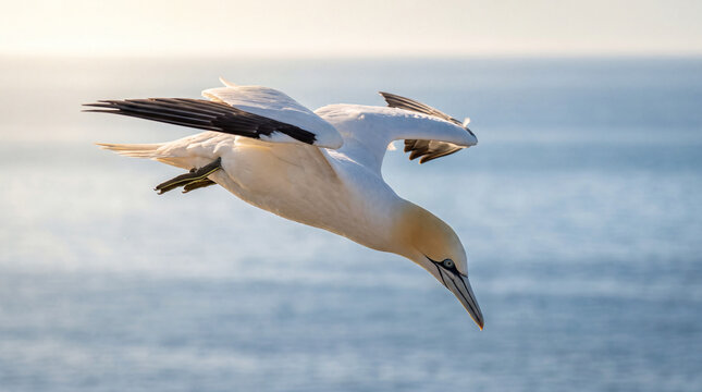 Northern Gannet diving toward the ocean while hunting for fish on a sunny day, showcasing its impressive wingspan and aerodynamic form.