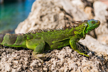 Naklejka premium Exotic pet, closeup. Wildlife fauna. Large iguana tail. Reptile animal in nature. Wildlife zoo in jungle. Iguana lizard in tropical jungle. American iguana herbivorous lizard. Exotic iguana reptile
