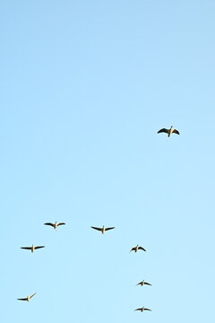 seagulls in flight