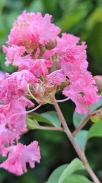 Macro vertical shot of vibrant pink crape myrtle lagerstroemia flowers blooming in garden with soft green background