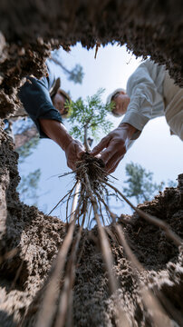 Two hands planting a young tree, viewed from the ground level with roots visible.