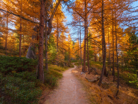 A hiking pathway winds through a colorful autumn forest. Sunlight shines on trees and fall foliage along an empty unpaved road.