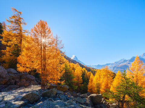 Scenic mountain landscape with colorful autumn trees under a clear sky in daytime. Vibrant fall foliage on hillsides and mountain peaks in daylight.