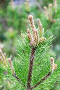 Green fir pine twig. Pine cone on branch with needle. Pine tree branch. Needle of a coniferous tree. Pine pollen. Needle of tree branch and cone spruce