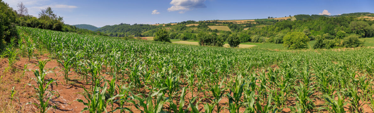 Rolling forested hills frame a vast young cornfield growing in rich red soil under a clear summer sky. Agriculture concept.