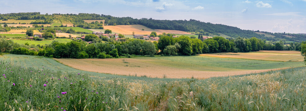 Rolling patchwork farmland panorama stretches across a sunlit valley, wildflowers and cereal crops framing a distant hilltop village. Rural landscape concept.