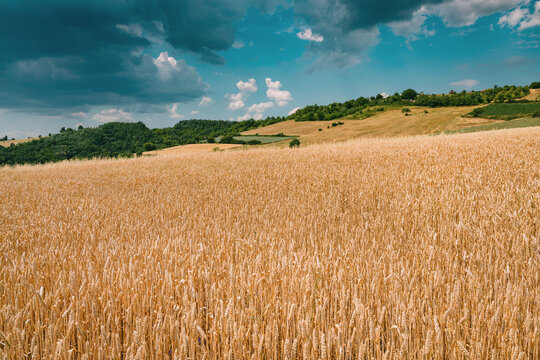 Dense golden wheat ears fill the frame in rich textural detail, rolling hills and dramatic clouds beyond. Harvest concept.