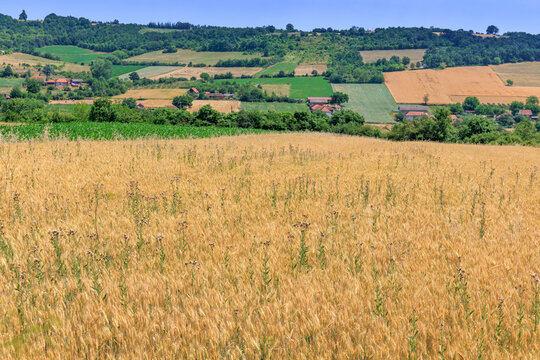 Warm amber light washes over a dense wheat field scattered with tall flowering thistles growing as weeds among ripening cereal stalks.