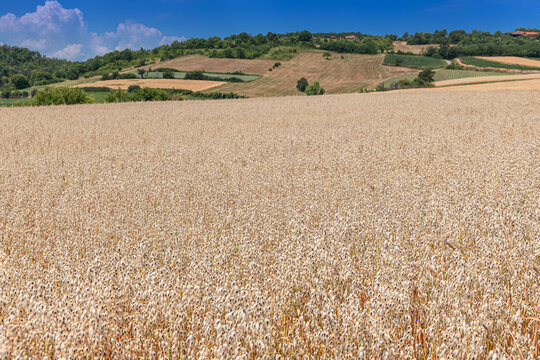 Close-up foreground framing of ripening oat field stretching toward rolling hills under summer blue sky. Agriculture concept.
