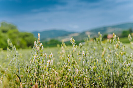 Peaceful oat field in full bloom stretches across a gentle hillside valley under a bright summer sky. Agriculture concept.