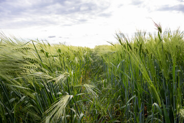Obraz premium Green Grains Growing in a Field With Clouds and Sunlight Above