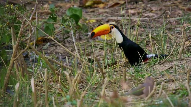 Toco toucan (Ramphastos toco), world's largest toucan species, foraging on ground near water's edge, Pantanal wetland, Mato Grosso, Brazil. Huge orange bill, black plumage, white throat.