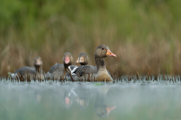 Greylag Geese Swimming Through a Quiet Wetland © DK Visuals 