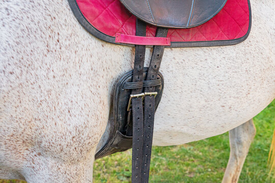 Close-up of leather saddle girth strap and stirrup buckle on gray speckled horse.