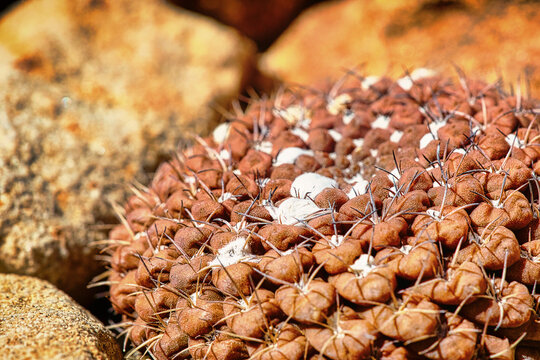 Eriosyce napina var napina brown Chilean desert cactus with dark spines, detailed macro photography of woolly cactaceae plant on stony ground in northern Chile
