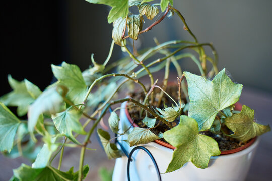 Potted plant has pale, dry and damaged leaves with fine webbing visible on the foliage