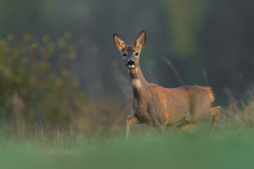 Roe Deer Doe Standing Alert in a Meadow © DK Visuals 