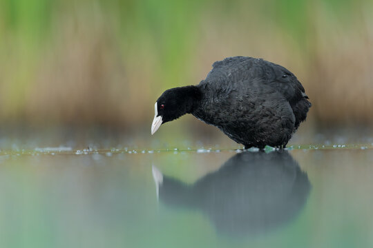 Eurasian Coot Foraging in Shallow Water with Reflection
