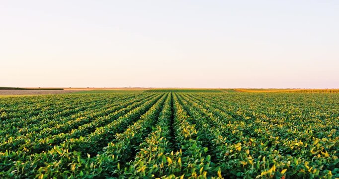 Vast soybean agriculture field moving forward at sunset