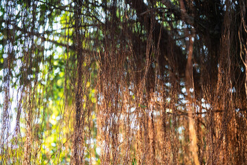 Obraz premium Massive spreading canopies of Banyan tree, popular revered plant in Vietnam belonging to fig genus, Banyan plant featured Vietnamese mythology, draping roots plunge into soil to support heavy branches