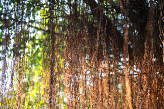 Massive spreading canopies of Banyan tree, popular revered plant in Vietnam belonging to fig genus, Banyan plant featured Vietnamese mythology, draping roots plunge into soil to support heavy branches