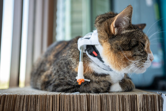 Cat suffering from severe stomach trouble due to ringworm infection and food refusal, pet home treatment, feeding and medications administered through special temporal eustoma device on pet.