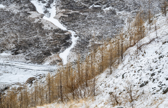 Snowy mountain slope showing a frozen stream and a line of bare larch trees. Iceland Icelandic frozen landscape