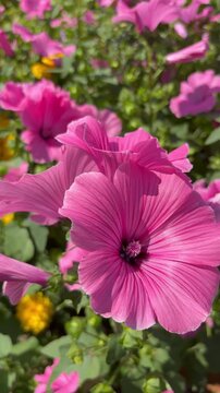vertical shot of beautiful bright pink mallow flowers blooming in a garden.