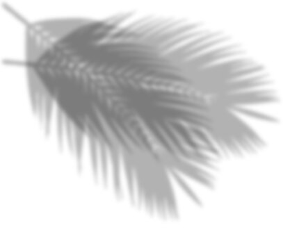 Palm Leaf Shadow Tropical Overlay Natural Light Effect