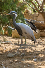 Obraz premium Demoiselle crane standing in natural habitat