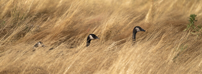 Wild Geese Walking in Tall Golden Grass © Jill Dundee