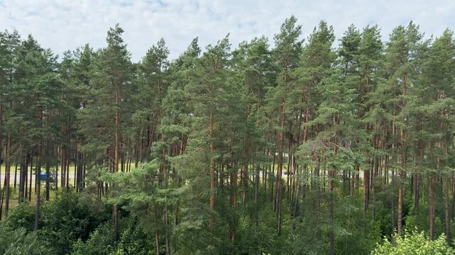 Wind sways tall green pine trees in a dense forest under a cloudy sky. Summer nature, woodland landscape, windy weather, outdoor scenery