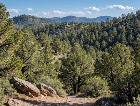View of Single leaf pinyon pine forest near Toquima Cave in Nevada. Green conifer trees cover dry mountain hills under blue sky. Desert landscape with rocks, native vegetation in national forest