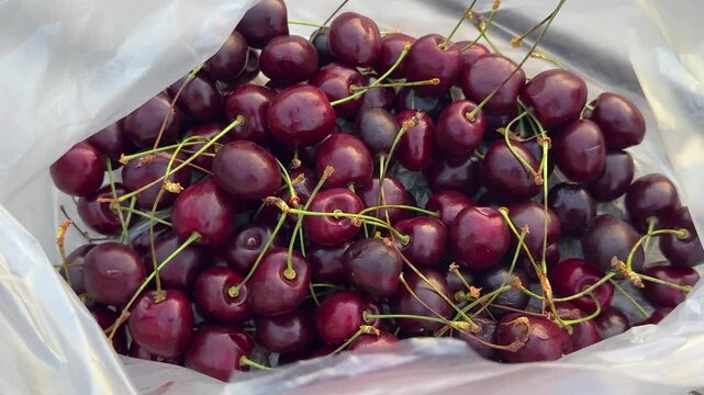 Fresh ripe sweet cherries with green stems in a plastic bag. Dark red berries, summer harvest, juicy fruit, organic food, healthy snack