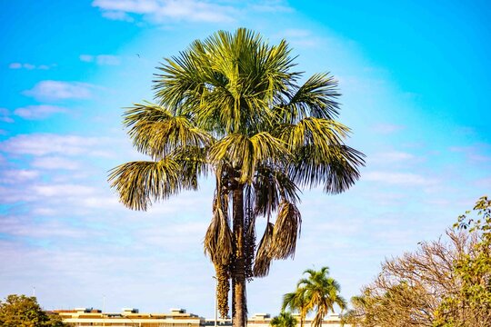 Buriti palm and fruits (Mauritia flexuosa) in Brazilian Cerrado. Native superfruit rich in vitamin A, base of buriti oil used in premium natural cosmetics and traditional Amazonian food. Bioeconomy.