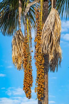 Buriti palm and fruits (Mauritia flexuosa) in Brazilian Cerrado. Native superfruit rich in vitamin A, base of buriti oil used in premium natural cosmetics and traditional Amazonian food. Bioeconomy.