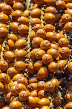 Buriti palm and fruits (Mauritia flexuosa) in Brazilian Cerrado. Native superfruit rich in vitamin A, base of buriti oil used in premium natural cosmetics and traditional Amazonian food. Bioeconomy.