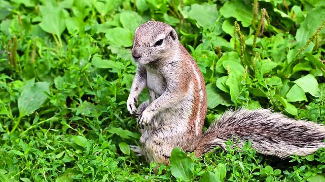 A wild Cape ground squirrel standing on its hind legs on green grass. Close up 4K footage