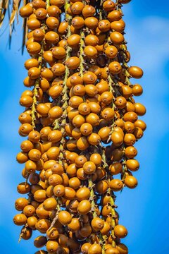 Buriti palm and fruits (Mauritia flexuosa) in Brazilian Cerrado. Native superfruit rich in vitamin A, base of buriti oil used in premium natural cosmetics and traditional Amazonian food. Bioeconomy.
