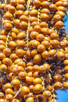 Buriti palm and fruits (Mauritia flexuosa) in Brazilian Cerrado. Native superfruit rich in vitamin A, base of buriti oil used in premium natural cosmetics and traditional Amazonian food. Bioeconomy.