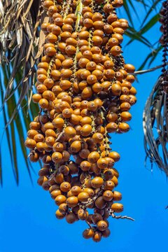 Buriti palm and fruits (Mauritia flexuosa) in Brazilian Cerrado. Native superfruit rich in vitamin A, base of buriti oil used in premium natural cosmetics and traditional Amazonian food. Bioeconomy.