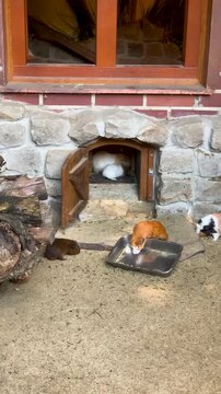 Guinea pigs running out of miniature wooden door in a decorative stone house entrance. Equipped enclosure for rodents with houses and tunnels. Vertical 4K footage