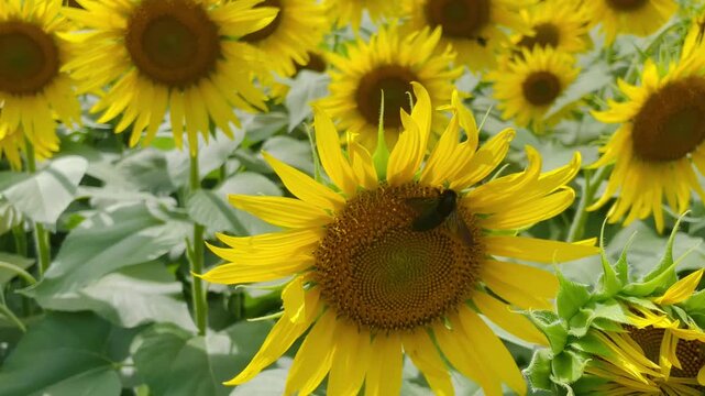 A close-up camera pan of vibrant yellow sunflowers with a carpenter bee pollinating, set against a backdrop of lush green hills